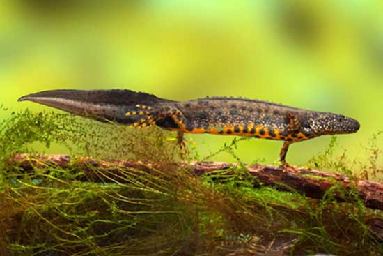 Traszka grzebieniasta (Triturus cristatus)