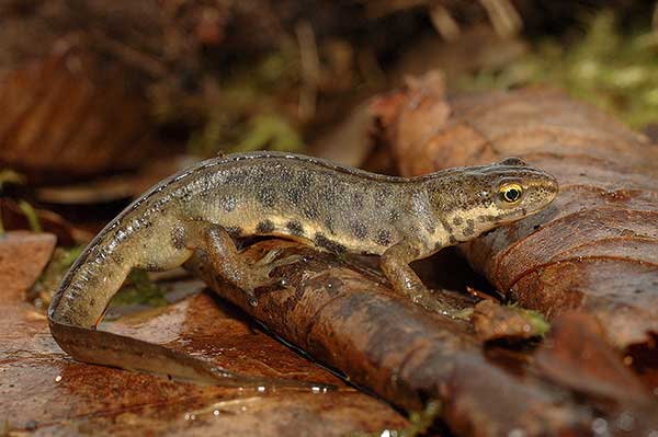 Traszka zwyczajna (Triturus vulgaris)