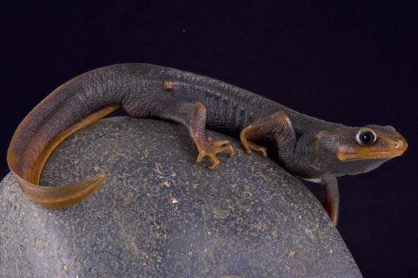 Trasznik brodawkowany (Tylototriton verrucosus)