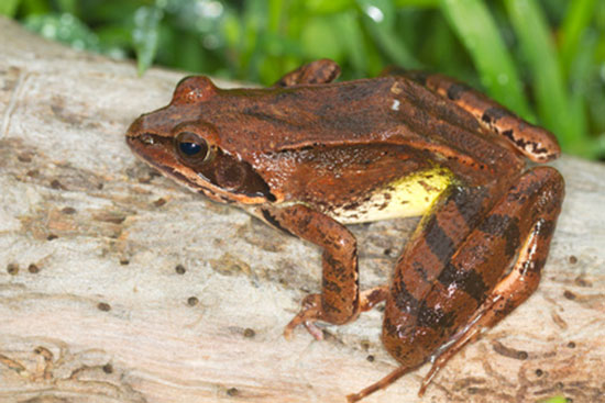 Żaba dalmatyńska (Rana dalmatina)