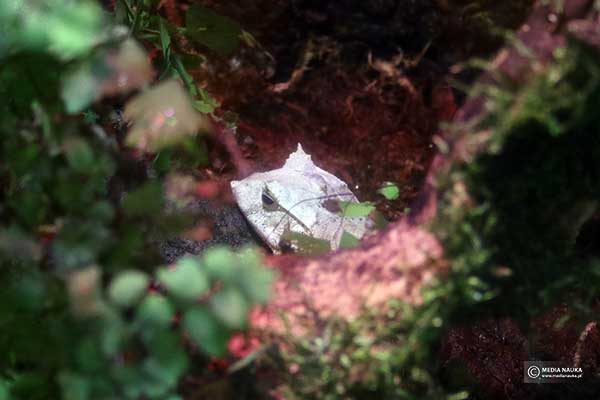 Żaba graniasta (Cornufer guentheri)