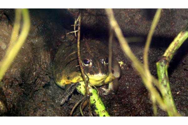 Żaba olbrzymia bucząca (Pyxicephalus adspersus)