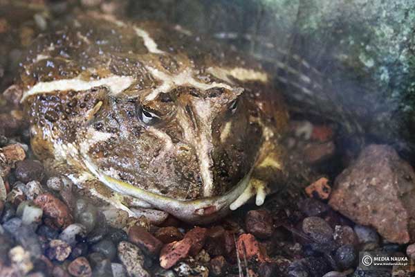 Żaba rogata z Chaco (Chacophrys pierottii)