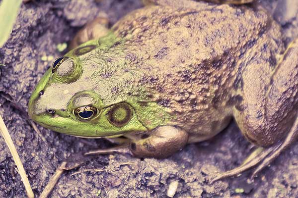 Żaba rycząca (Rana catesbeiana)