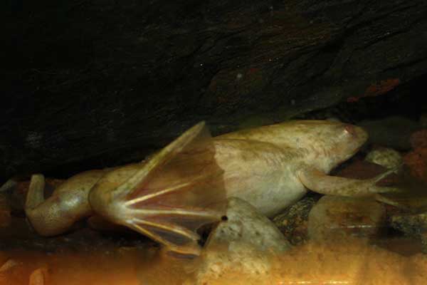 Żaba szponiasta (Xenopus laevis)