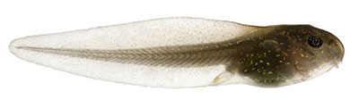 Żaba trawna - kijanka (Rana temporaria)