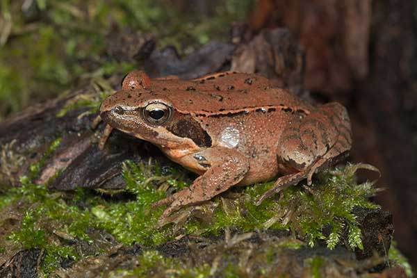 Żaba włoska (Rana latastei)