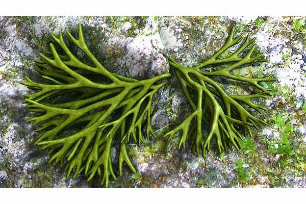 (Codium)