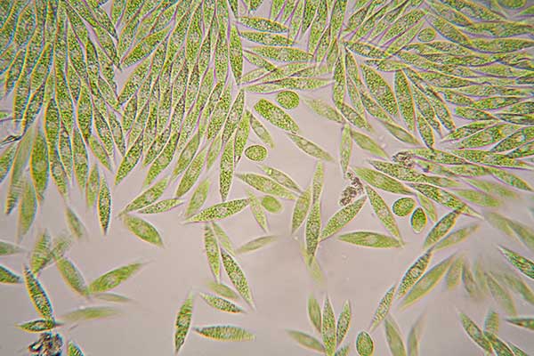 (Euglena gracilis)