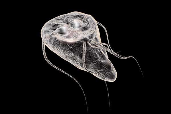 giardia jelitowa objawy