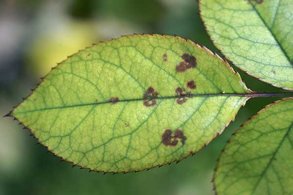 Lęgniowce Peronospora sparsa