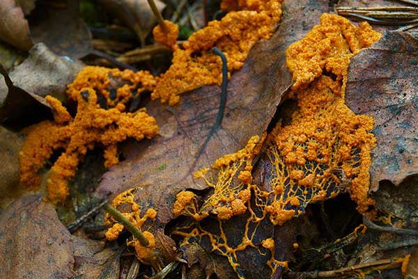 (Physarum)