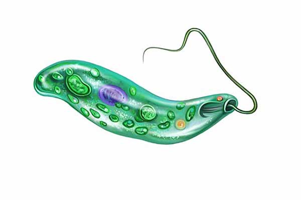 Euglena zielona, klejnotka (Euglena viridis)