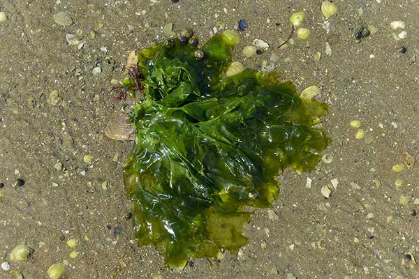 Sałata morska (Ulva lactuca)