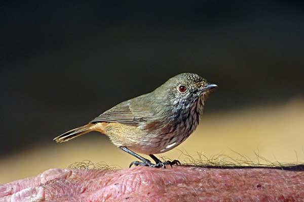 Buszówka szerokosterna (Acanthiza apicalis)