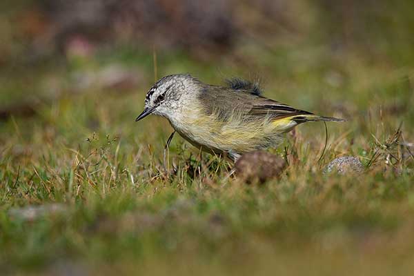 Buszówka żółtorzytna (Acanthiza chrysorrhoa)