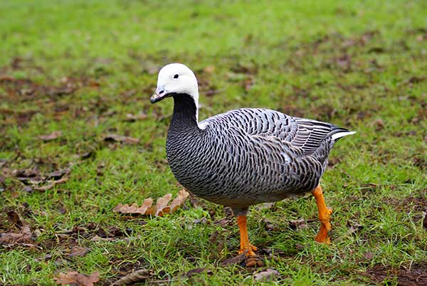 Śnieżyca cesarska (Anser canagicus)