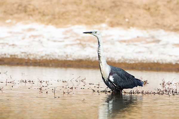 Czapla białoszyja (Ardea pacifica)