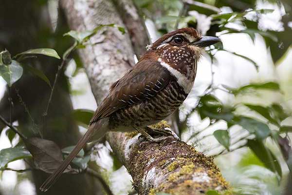 Ziemnokraska obrożna (Brachypteracias leptosomus)