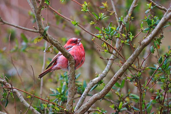 Dziwonia syberyjska (Carpodacus roseus)