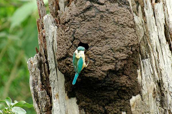 Zimorodek lazurowy (Ceyx azureus)