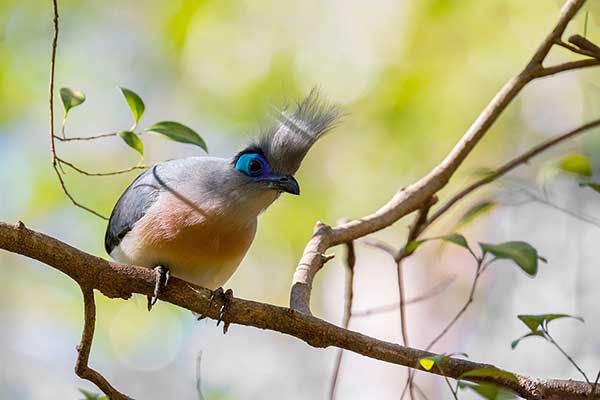 Kuja czubata (Coua cristata)