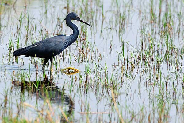 Czapla łupkowata (Egretta vinaceigula)