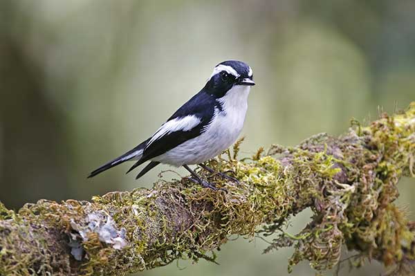 Muchołówka srokata (Ficedula westermanni)