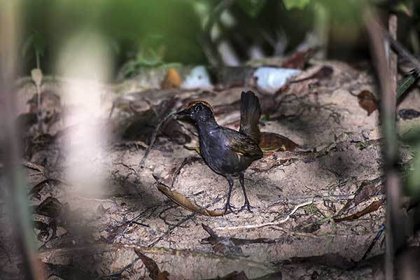 Mrówkowód rudogłowy (Formicarius colma)