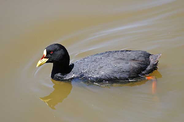 Łyska żółtodzioba (Fulica armillata)