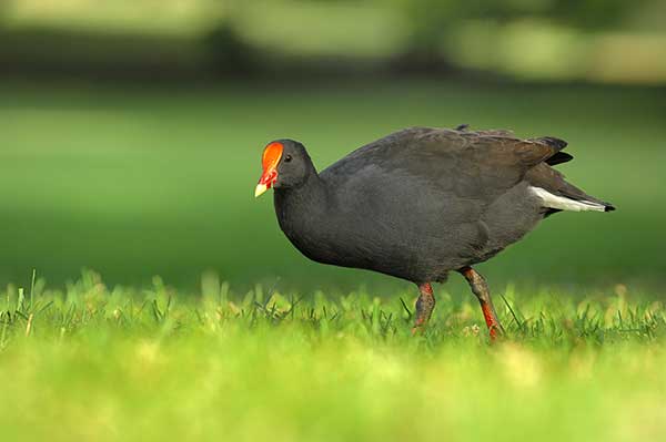 Łyska czerwonoczelna (Fulica rufifrons)