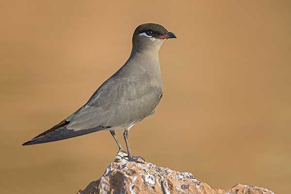 Żwirowiec madagaskarski (Glareola ocularis)