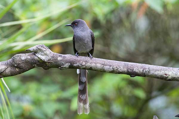 Sójkownik długosterny (Heterophasia picaoides)