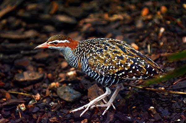 Wodnik białobrewy (Hypotaenidia philippensis)