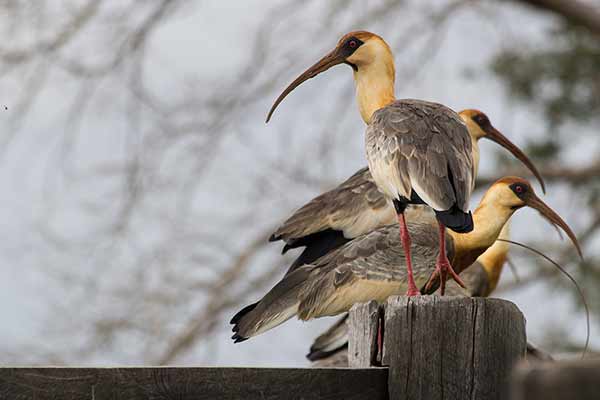 Ibis płowy (Theristicus caudatus)