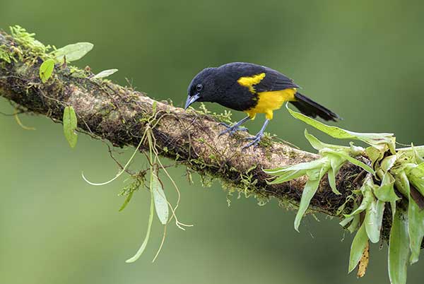 Kacyk haitański (Icterus dominicensis)