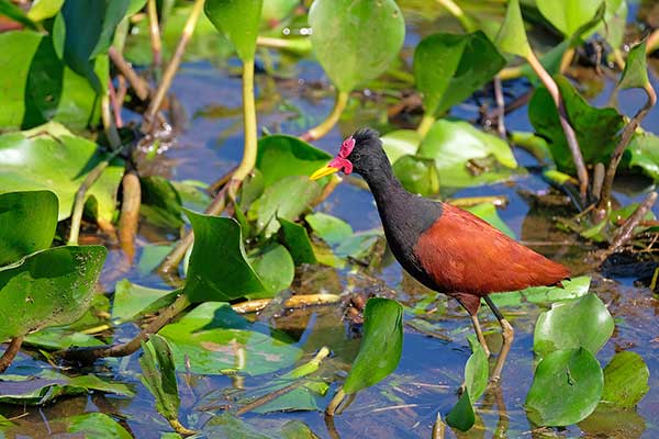 Długoszpon krasnoczelny (Jacana jacana)