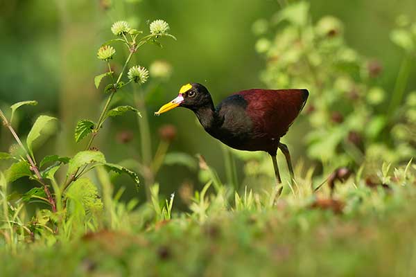 Długoszpon żółtoczelny (Jacana spinosa)