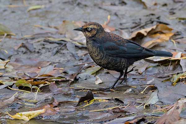 Kacykarzyk karoliński (Euphagus carolinus)