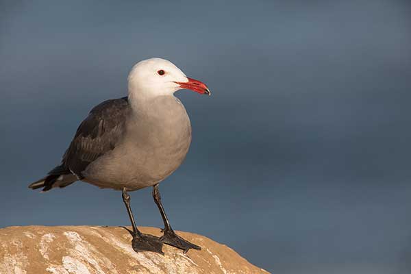 Mewa śniada (Larus heermanni)