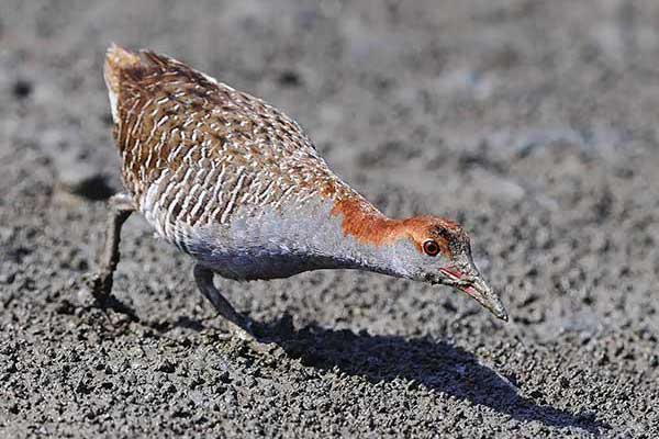 Wodnik rdzawogłowy (Lewinia striata)