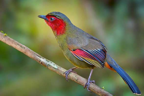 Krasnoliczek czerwonoskrzydły (Liocichla phoenicea)