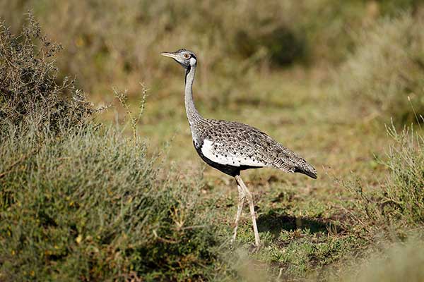 Dropik czarnobrzuchy (Lissotis melanogaster)