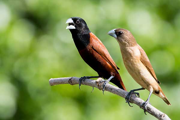 Mniszka czarnogłowa (Lonchura atricapilla)