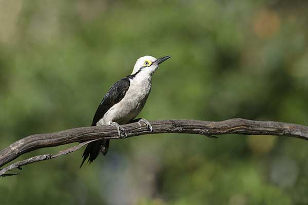 Dzięciur biały (Melanerpes candidus)