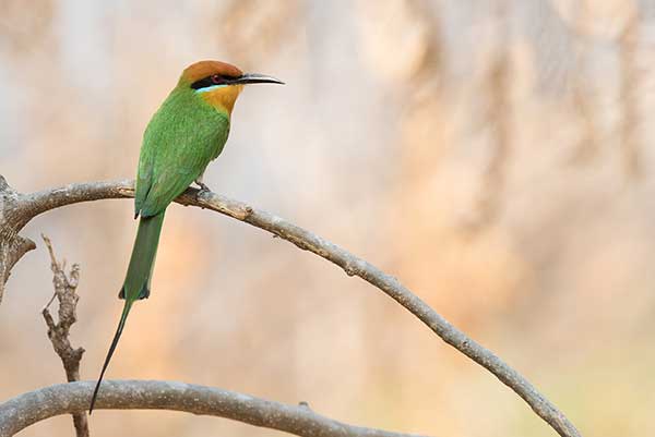 Żołna rudogłowa (Merops boehmi)