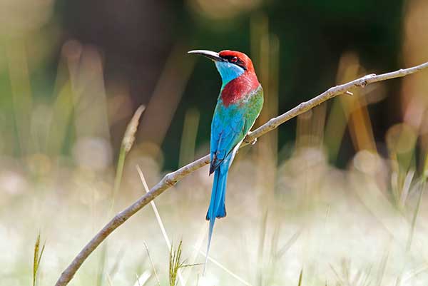 Żołna modrogardła (Merops viridis)