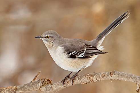 Przedrzeźniacz północny (Mimus polyglottos)