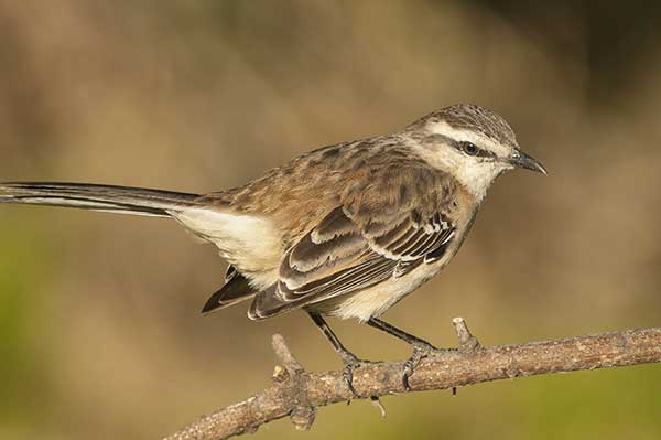 Przedrzeźniacz białobrewy (Mimus saturninus)