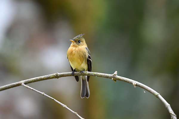 Czubogłowik ochrowy (Mitrephanes phaeocercus)